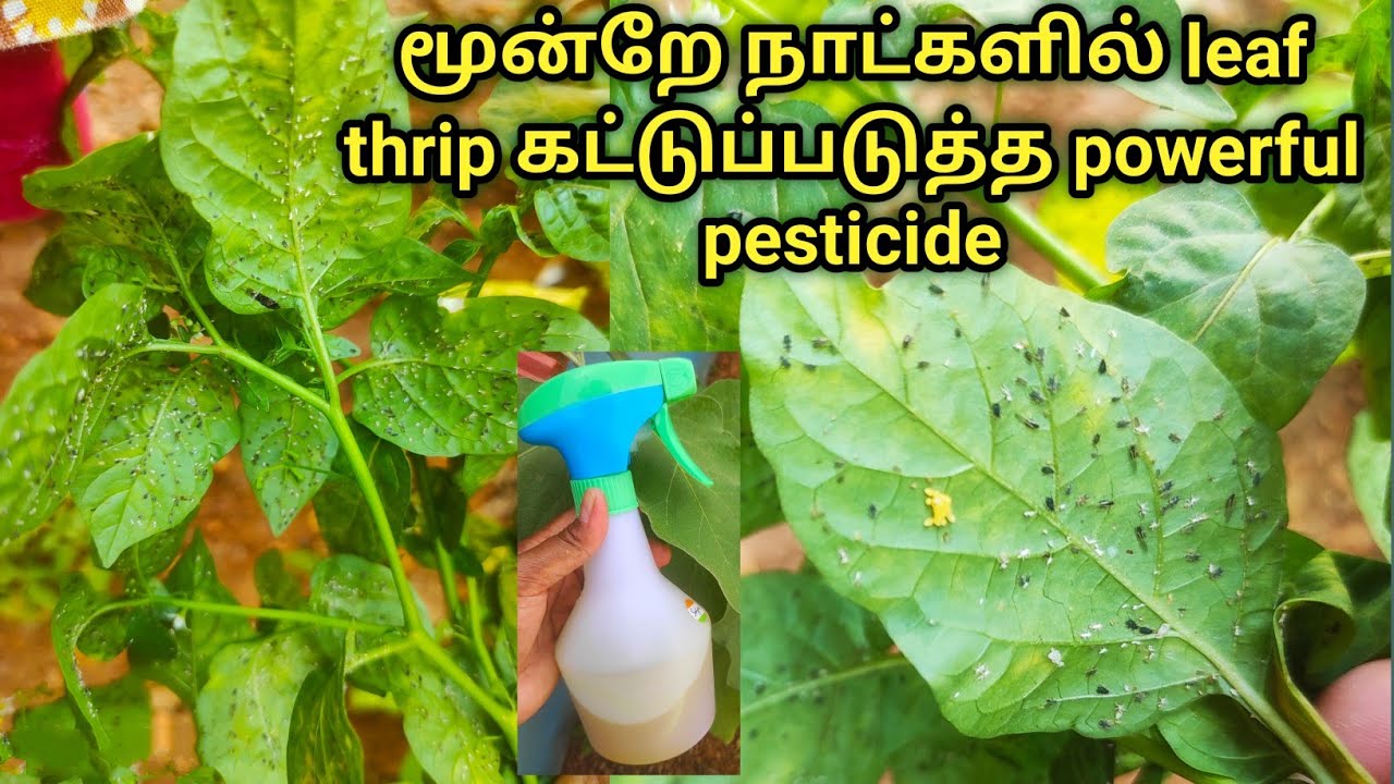 இலைப்பேன் வரக் காரணம் மற்றும் அதற்கான தீர்வு//Best homemade pesticide for plants in tamil