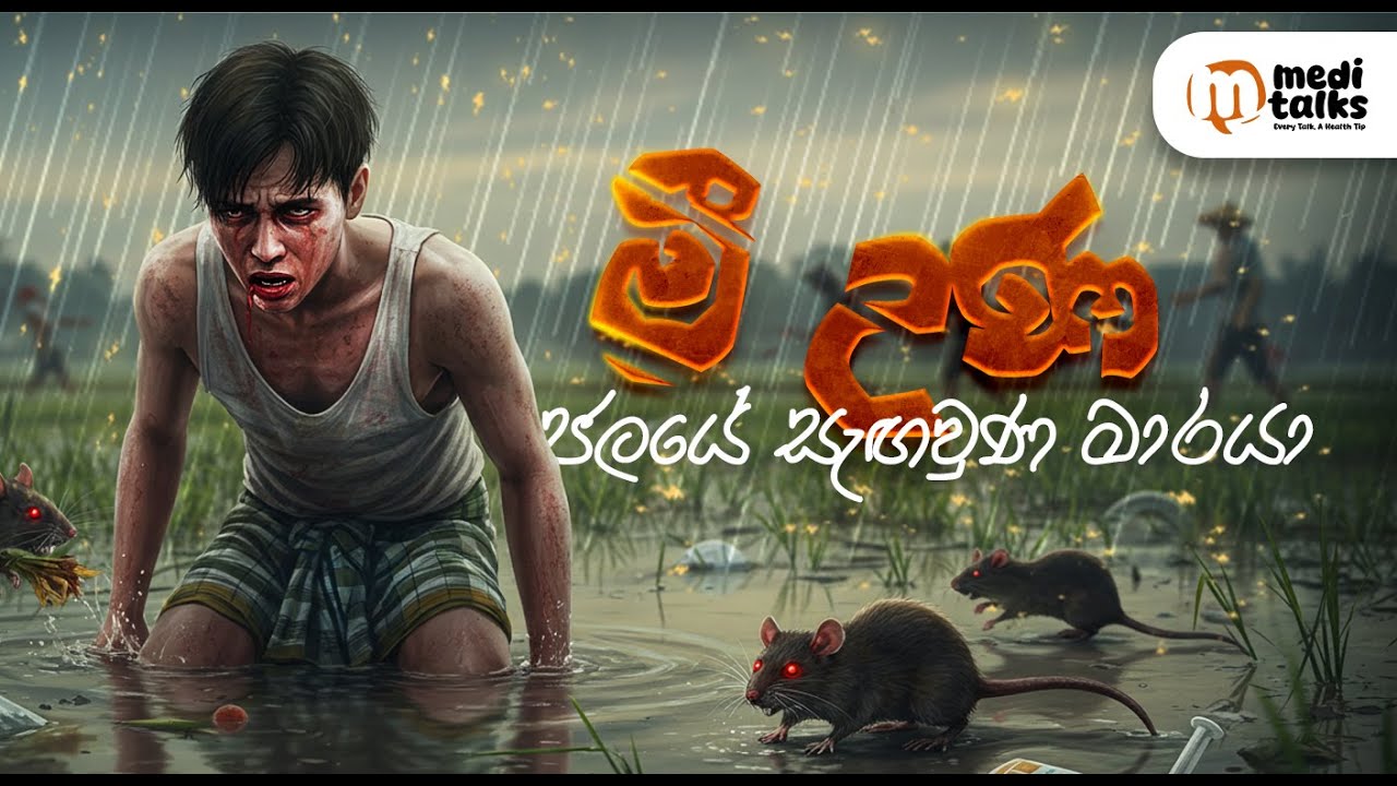 Medi Talks E1 : මී උණ - ජලයේ සැඟවුණ මාරයා : Leptospirosis - The Hidden Menace in Water