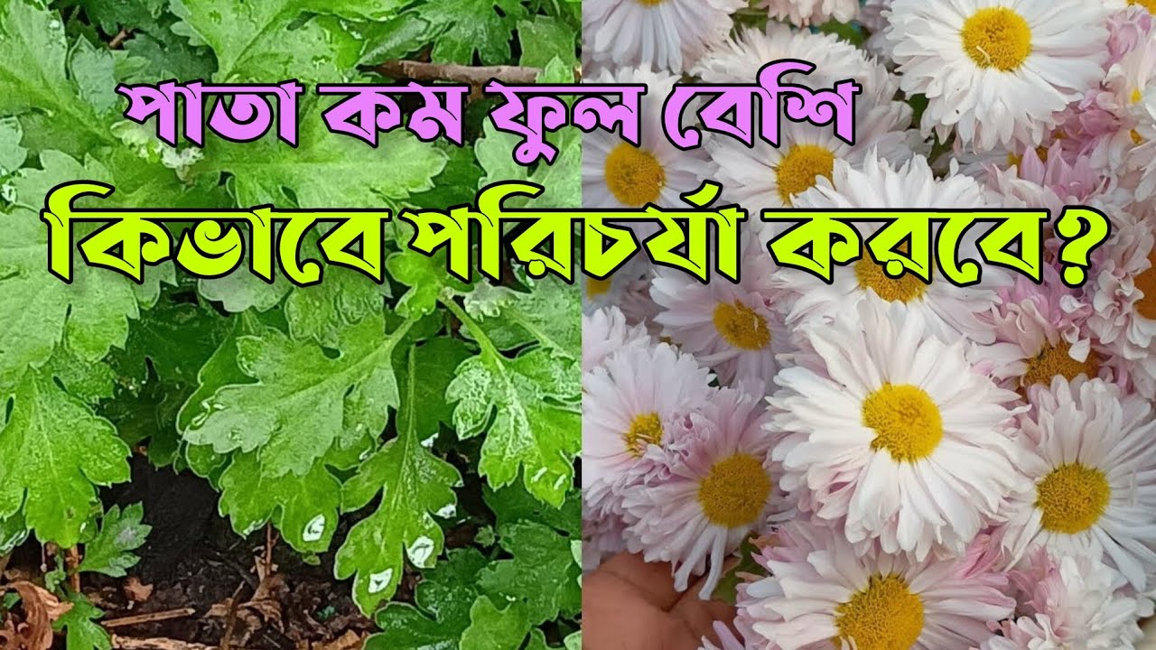 চন্দ্রমল্লিকা ফুল গাছ আগামী বছরের জন্য সংরক্ষণ এবং কিভাবে পরিচর্চা করবেন|| Amikheya 