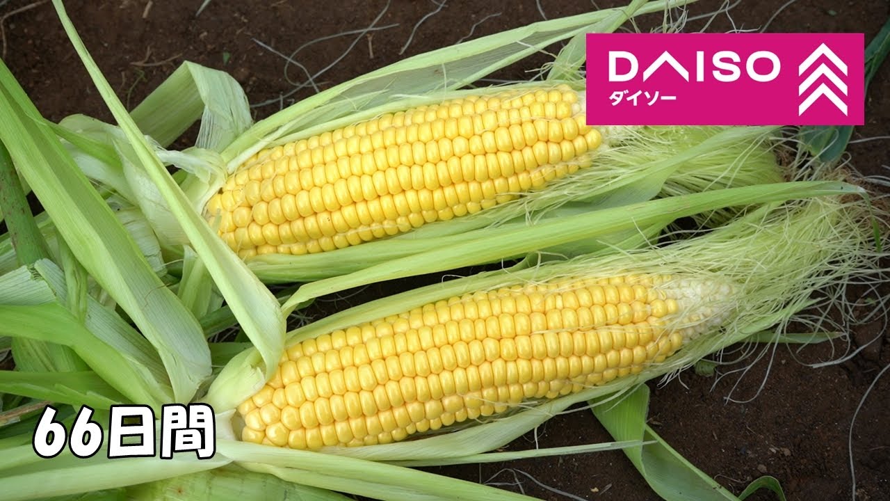 100均の種でも立派なとうもろこしが育ちます！