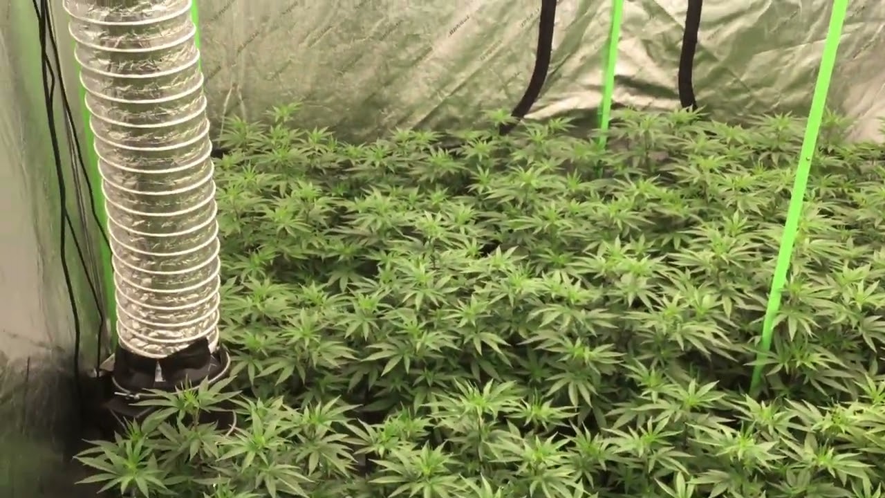 Day 1 Khalifa Mintz ! 36 in the 8x8 ! Update video ! #GrowBossFam