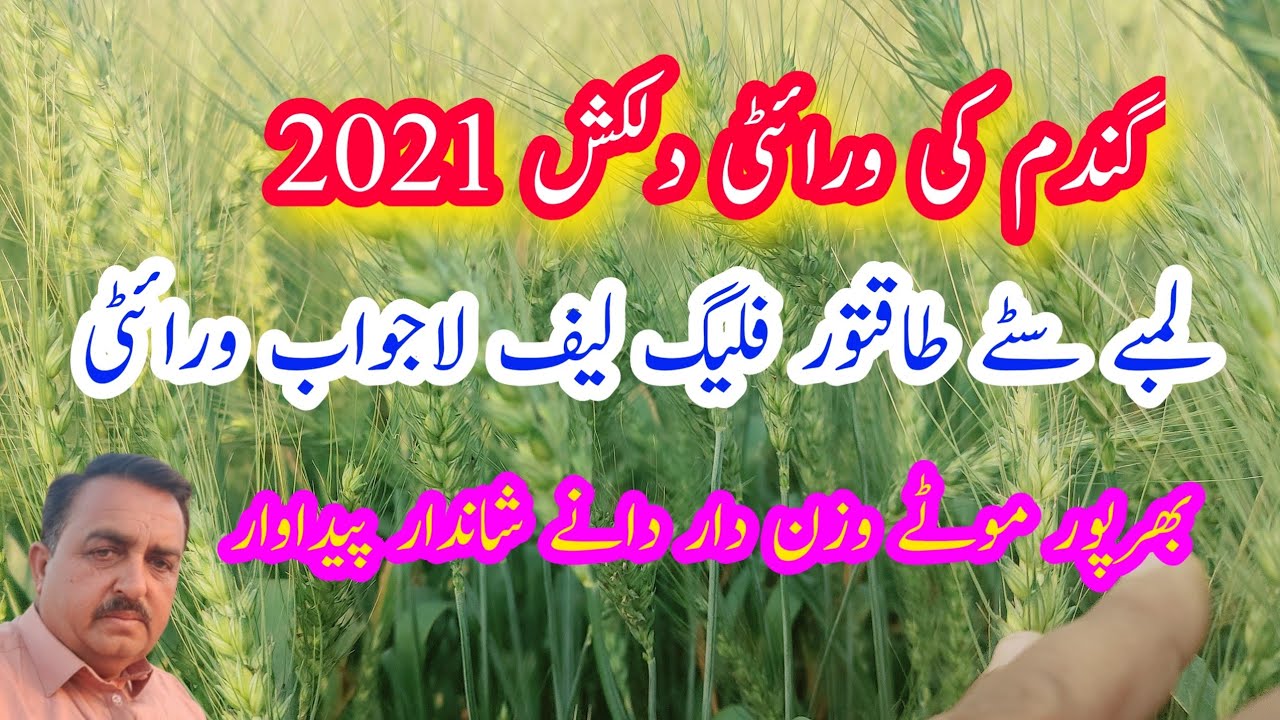 Dilkash Wheat Variety | Gandum Variety in Pakistan withhigh yeild |دلکش گندم کی بہترین ورائٹی