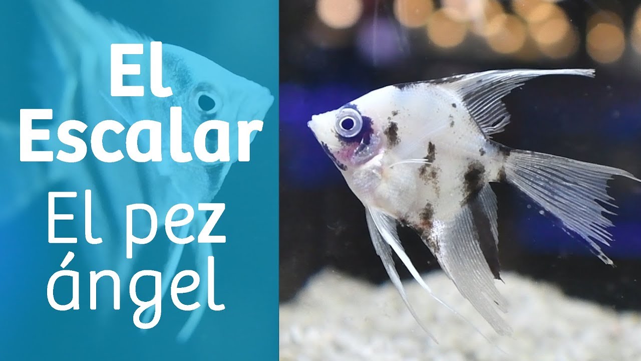 Escalar · Pez ángel del Amazonas 🐠