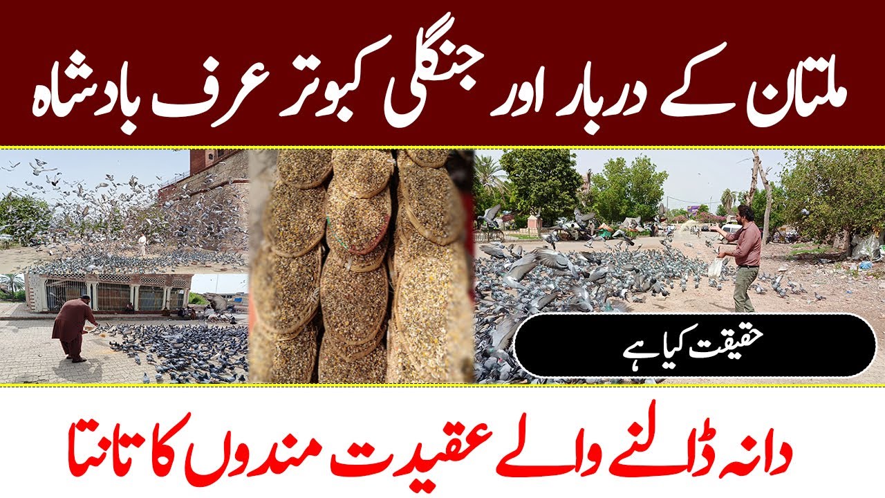 Beautiful pigeon in Tomb Shah Rukn e Alam Multan