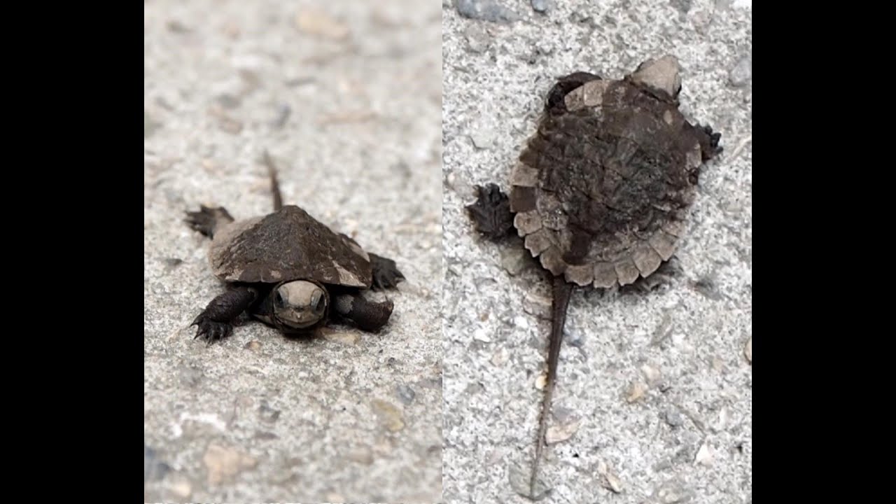 ニホンイシガメ　今年も小さい24ｍｍ個体の飼育が始まりました