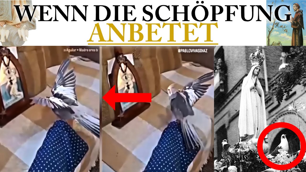 Ein Vogel verneigt sich vor dem Bildnis der Muttergottes I Die drei Tauben von Fatima