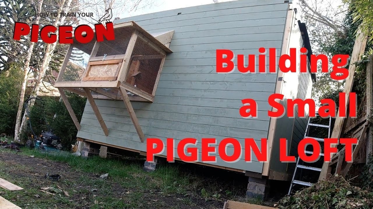 Almost finished the garden pigeon loft build. Complete novice! HTTYP Ep. 2