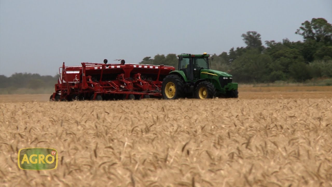 Un mar de trigo que supera los 7.800 kilos en Pergamino (#1063 2023-12-23)