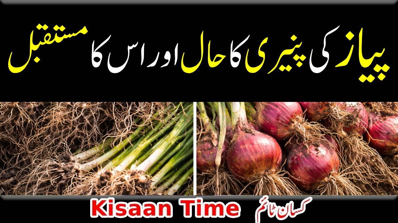 پیاز کی پنیری کا حال اور اس کا مستقبل kisan time کسان ٹائم