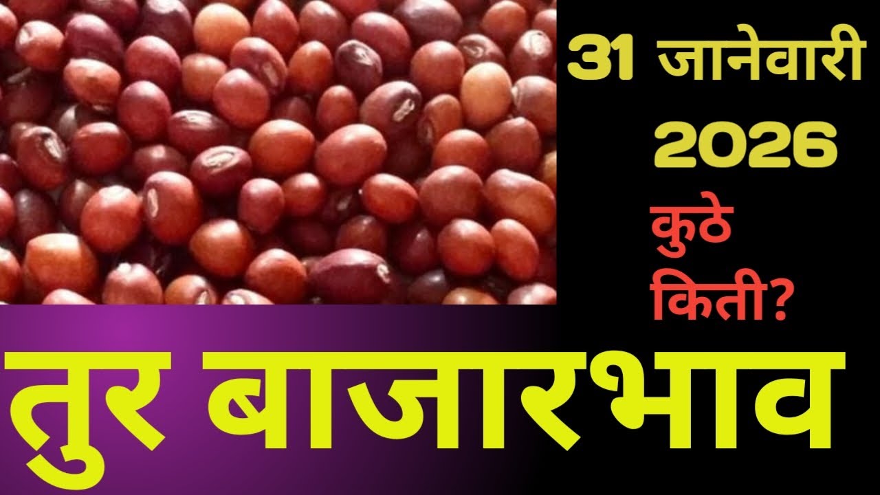 भावतूर दर आज | 31 जानेवारी 2026 | कोणत्या बाजारात किती भाव?#तुर बाजारभाव #तुर भाव महाराष्ट्र 