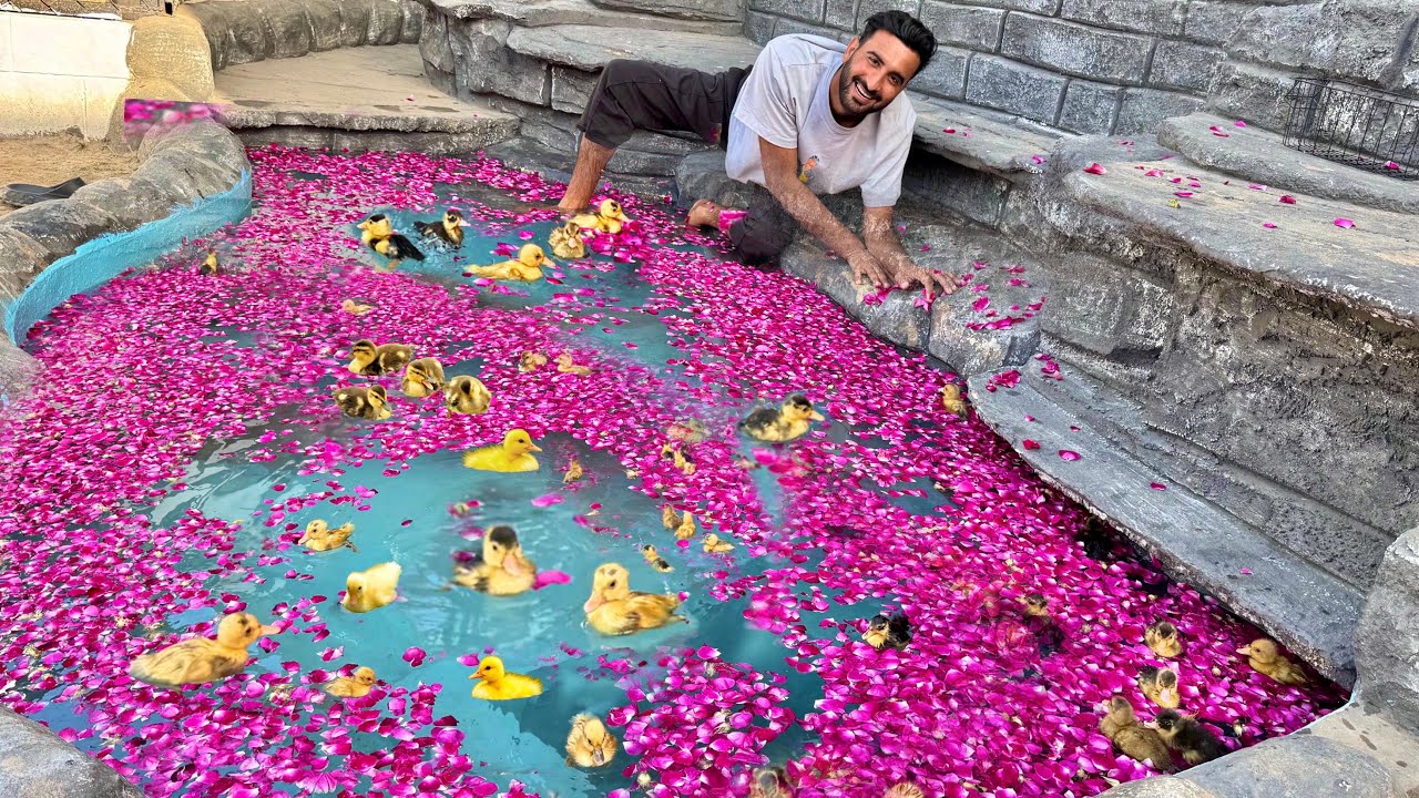 Ducklings Ko Flowers Pool Main Swimming Krai 😍