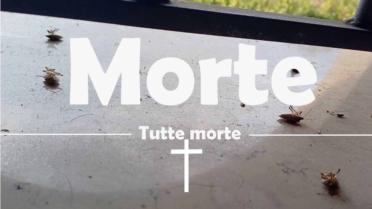 Problema Cimici: come ho eliminato tutte le cimici da dentro casa.