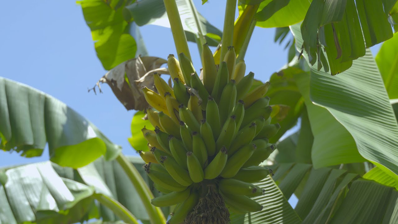 Fruit Hunting in Homestead, FL