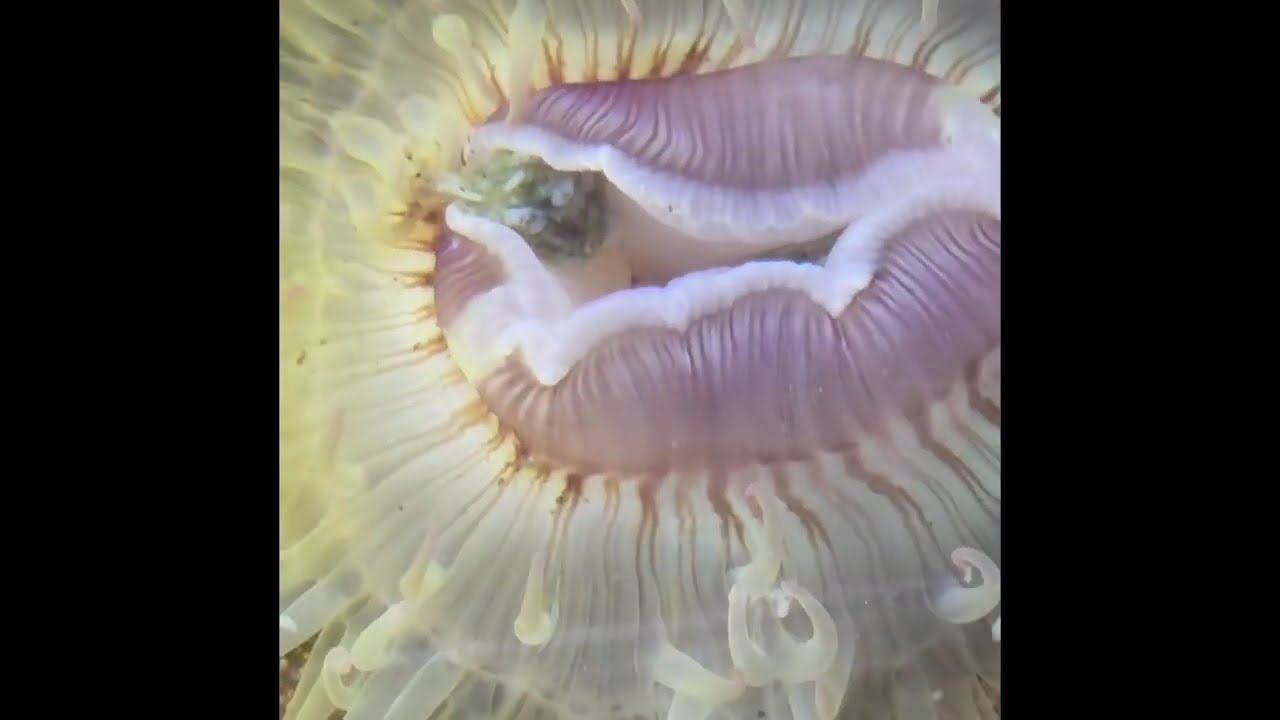 Feed Me! Anemone eats at Aquarius Aquarium Institute