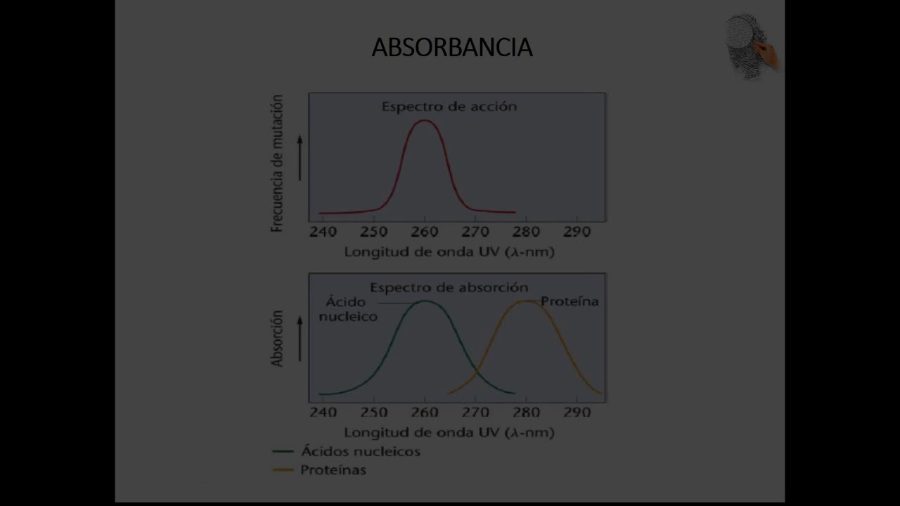 TECNICAS PARA EL ESTUDIO DE LOS ÁCIDOS NUCLEICOS