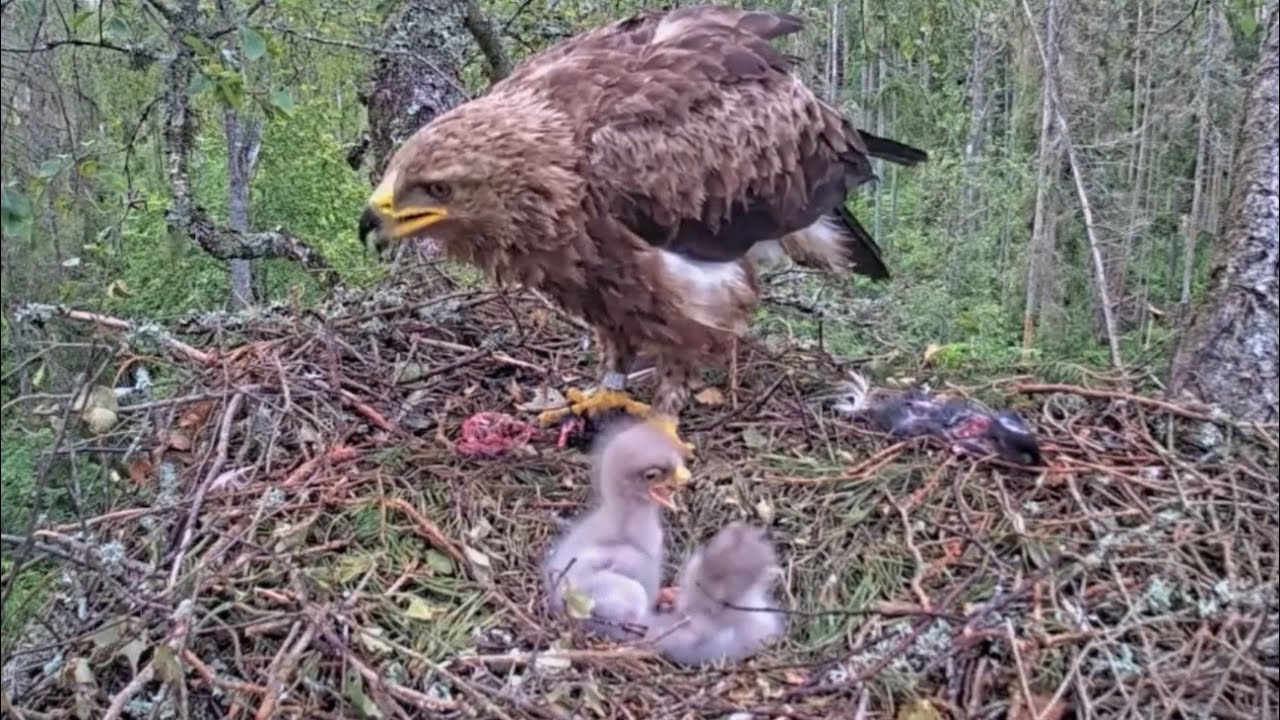 Dad brings breakfast, Big chick bonk little chick | Clanga pomarina | Lesser Spotted Eagle | Jun 18