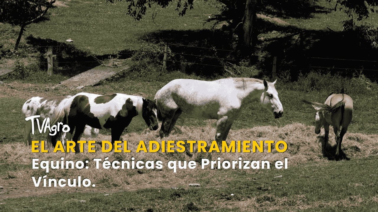 El Arte del Adiestramiento Equino: T&eacute;cnicas que Priorizan el V&iacute;nculo - TvAgro por Juan Gonzalo Angel