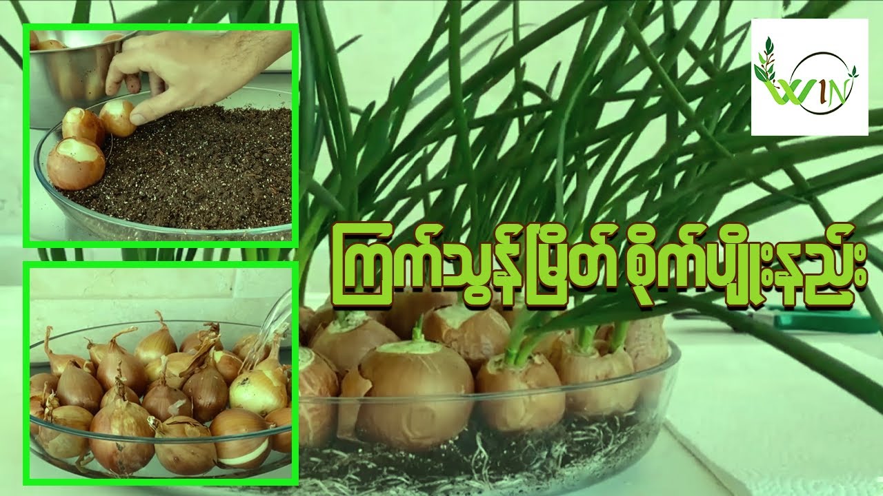 ကြက်သွန်မြိတ် စိုက်ပျိုးနည်း အကြောင်း