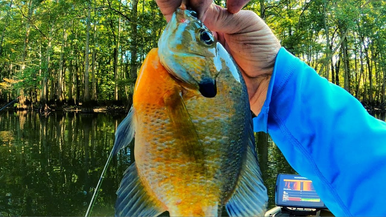 Fall Bream fishing    Catching Bluegills