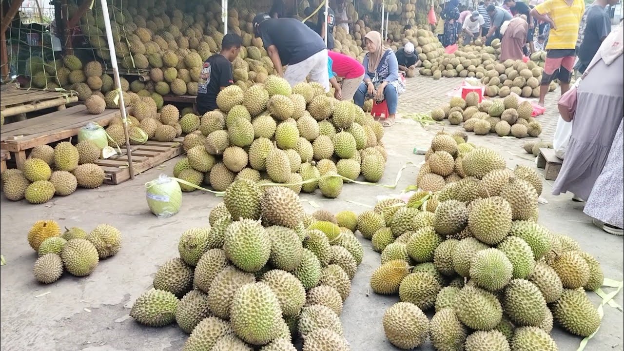 HARGA DURIAN DI SINI TERJUN BEBAS !!! BERBURU DURIAN DI PASAR BUAH PASREPAN