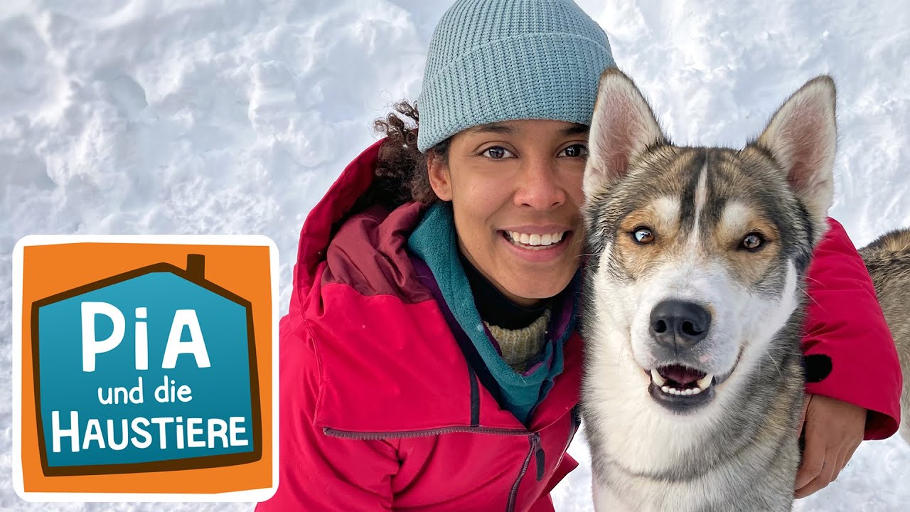Sibirischer Husky | Information für Kinder | Pia und die Haustiere
