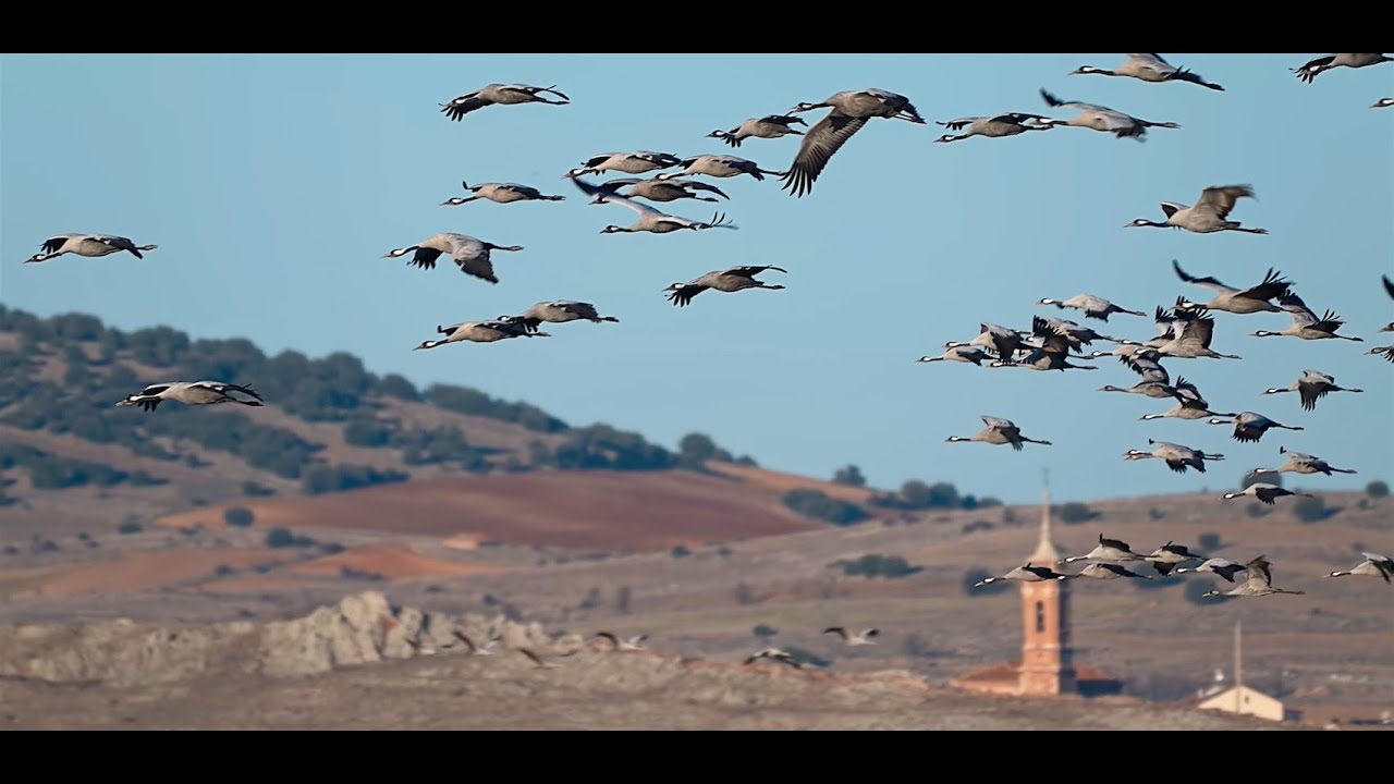Gallocanta. La laguna mágica