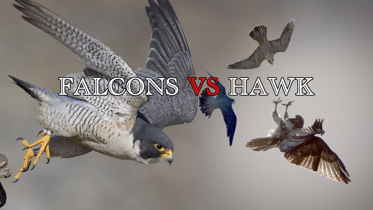 Falcons dive-bomb a Red-Tailed Hawk