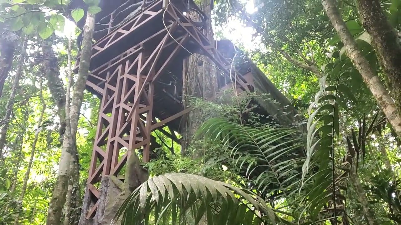 Rainforest Treehouse at Maquenque Lodge in Boca Tapada, Costa Rica
