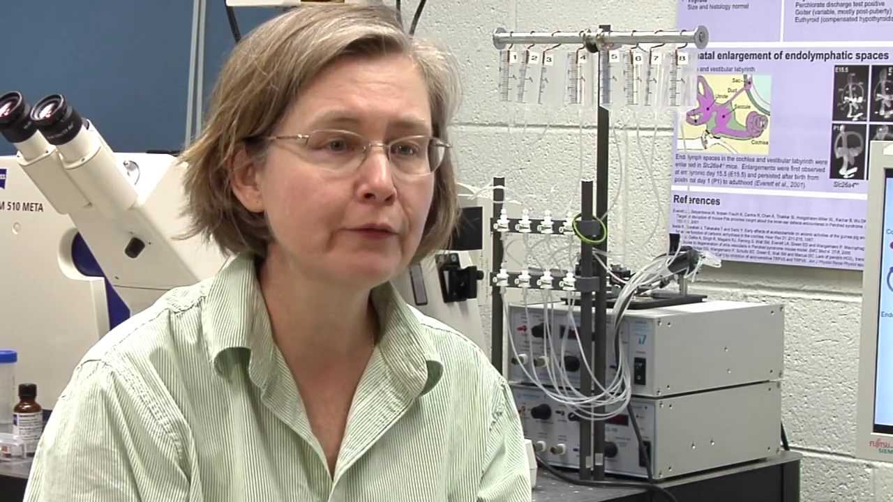 Research Has Potential To Help Treat Hereditary Deafness Related to the Gene SLC26A4