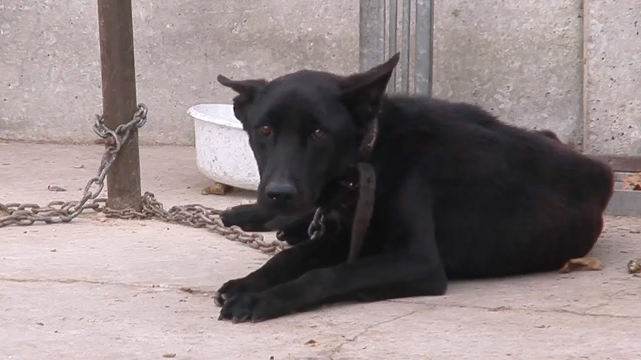 2 Hours of Heartwarming Animal Rescues (4K Documentary)