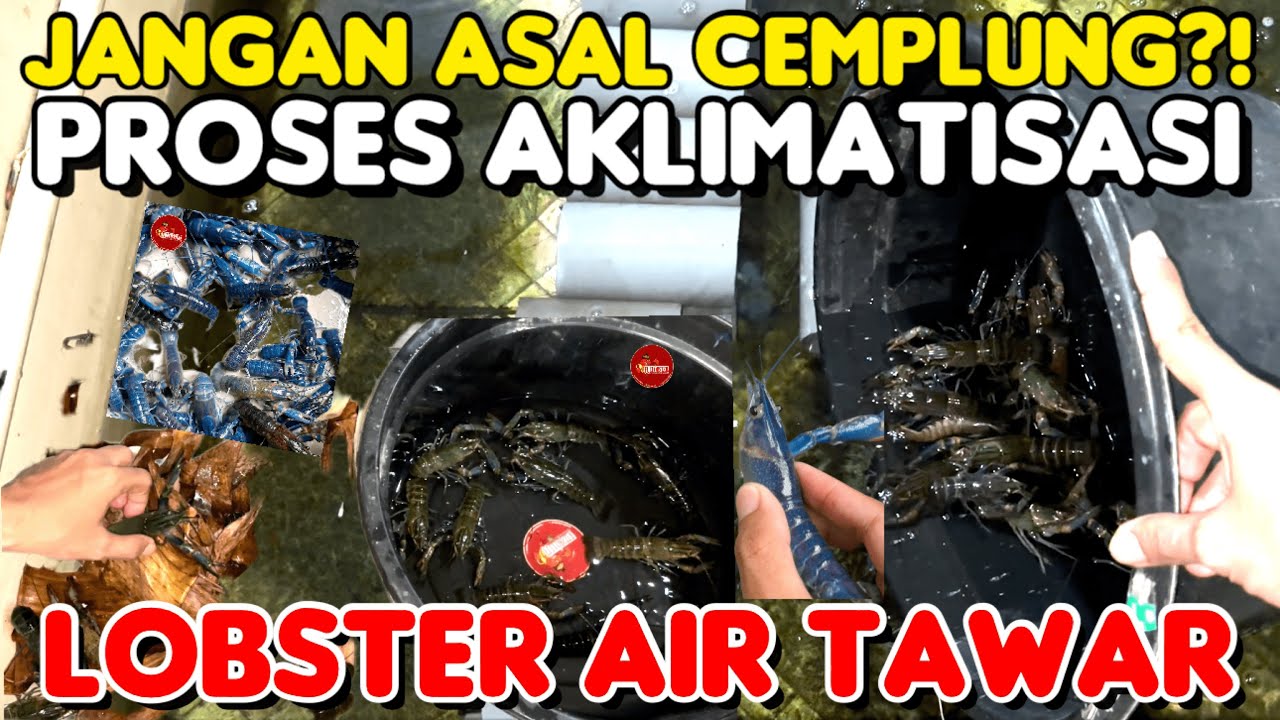 PENTINGNYA PROSES AKLIMATISASI LOBSTER AIR TAWAR SEBELUM MASUK KE MEDIA KOLAM BARU ANDA 🦞