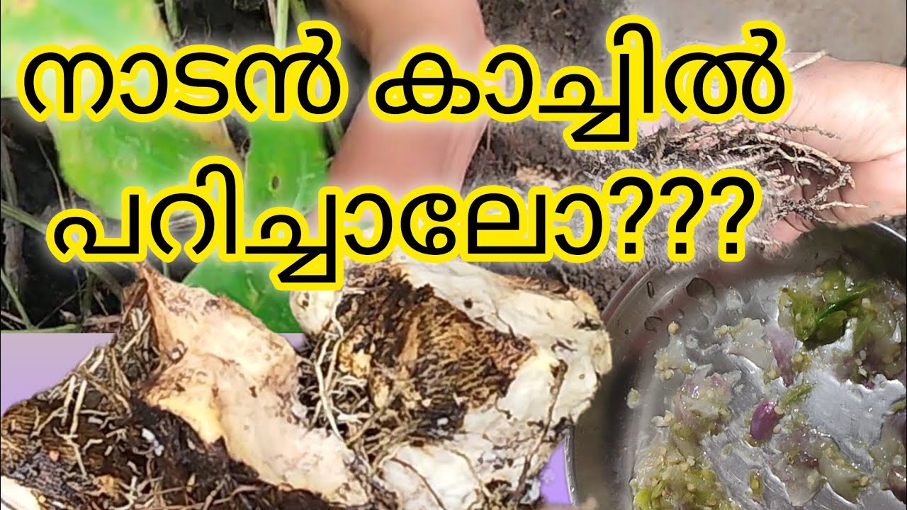 നാലുമണിക്ക് നാടൻ കാച്ചിൽ  പുഴുങ്ങിയത് 😋