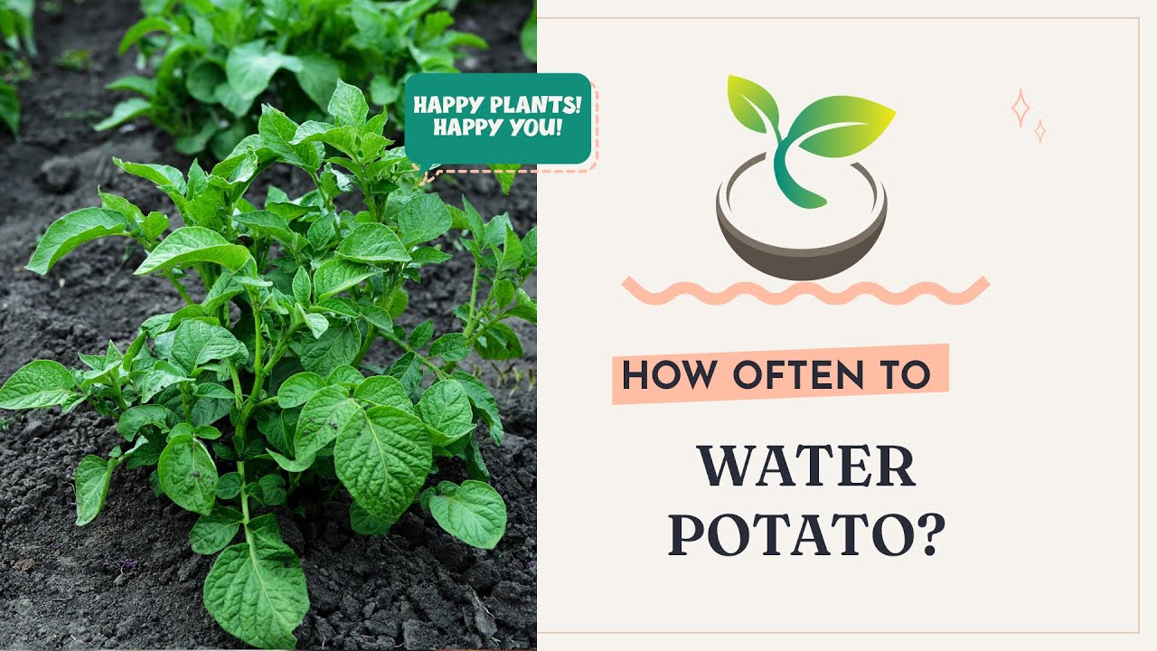 🥔🌿 Discover How Often to Water Potatoes for a Bumper Crop!
