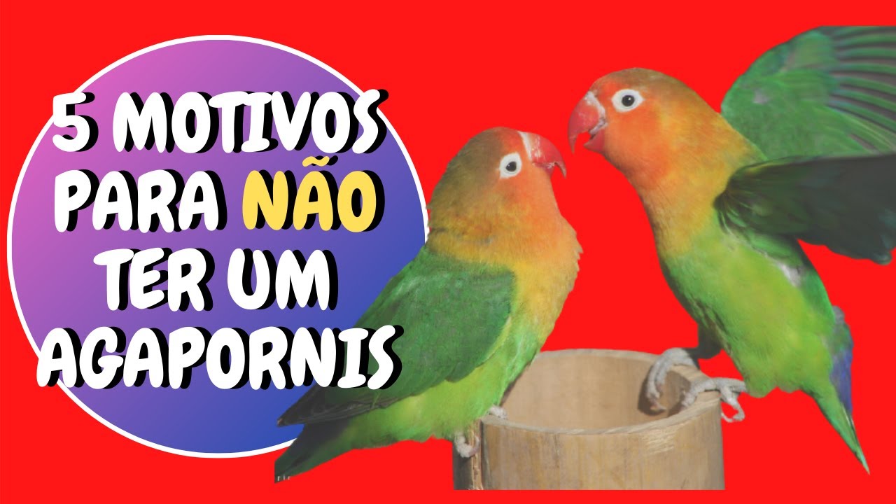 5 MOTIVOS PARA NÃO TER UM AGAPORNIS