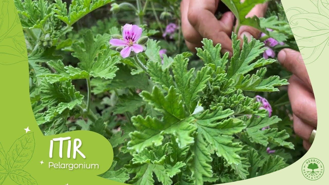 Itır | Pelargonium Faydaları ve Kullanımı