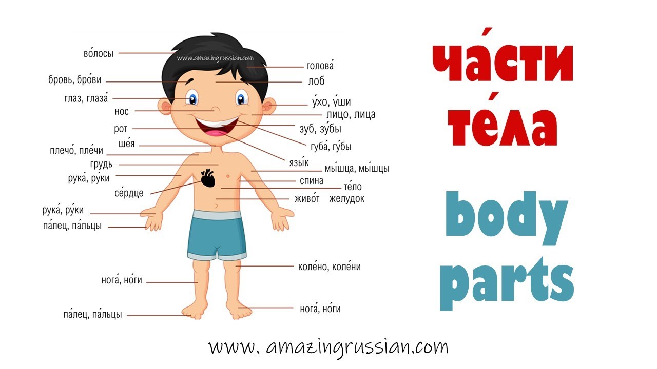 Basic Russian 4️⃣: Части тела. Body Parts. Vocabulary in Context