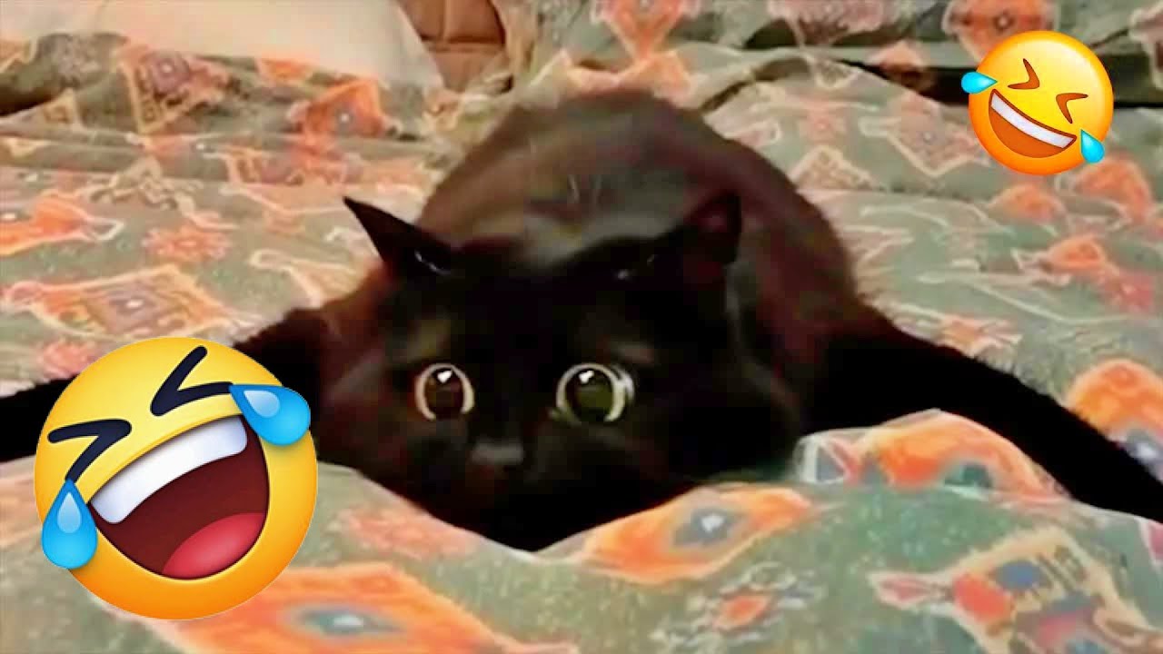 You Laugh You Lose 😍 Funniest Cats and Dogs 2026😻🐶