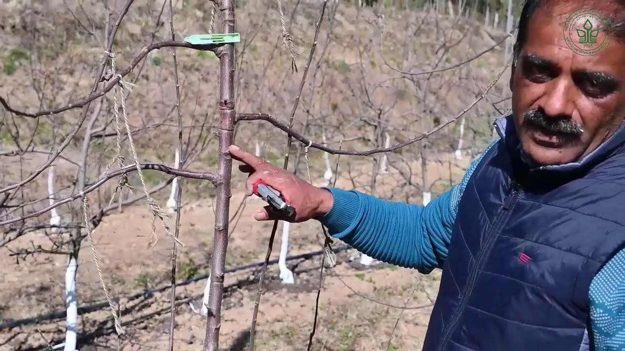 Training System|Tall Spindle| Hi Density Apple| Pruning | Branch bending, Dutch Cut Dr YSP UHF Nauni