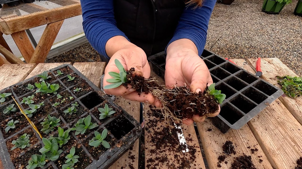Seedling Care: Thinning, Separating & Fertilizing + Potting Up 3 Gorgeous Houseplants! 🌱✂️🪴