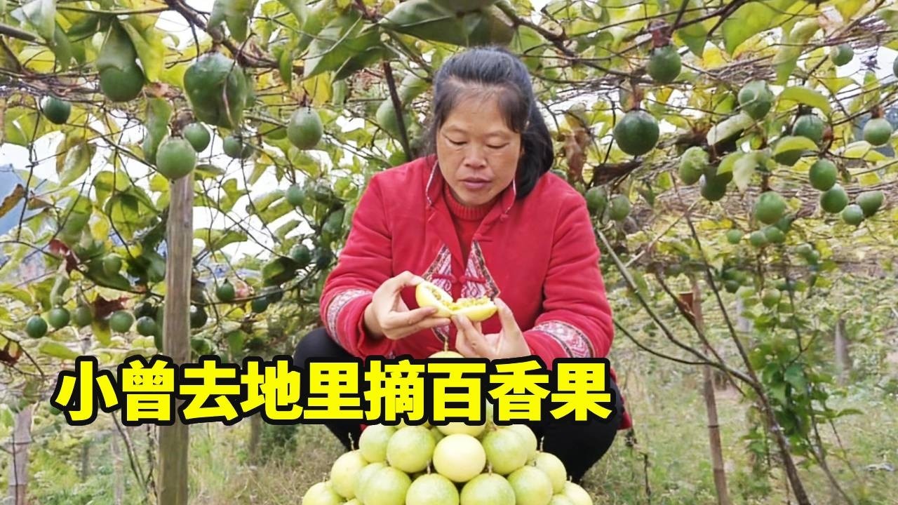 小曾去地里摘了百香果，还顺带摘了满满一篮篮小白菜，农村有块自家地也太幸福啦～ 【侗家老罗】