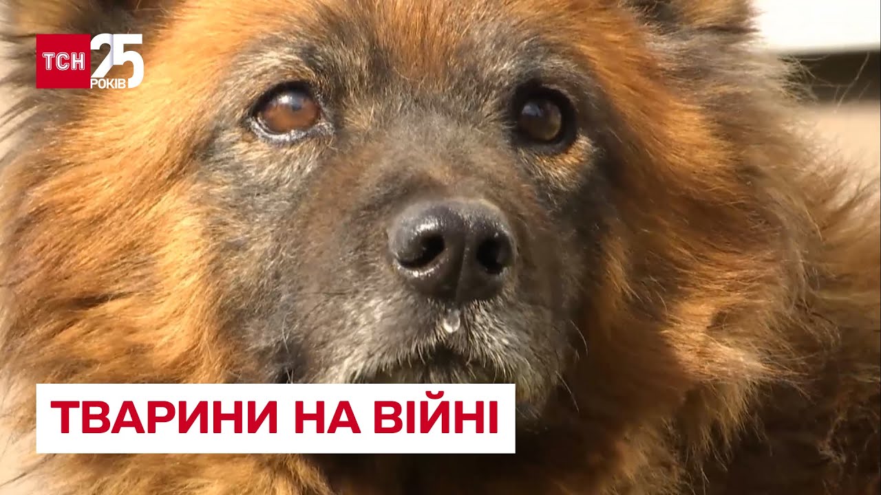 🐶🐱 Животные на войне: истории четырехлапых, поразивших мир своей 