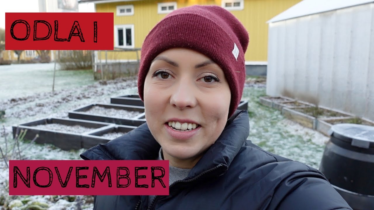 Odla i NOVEMBER - Bäddarna är omgrävda, vitlöken är satt och det gror i växthuset!