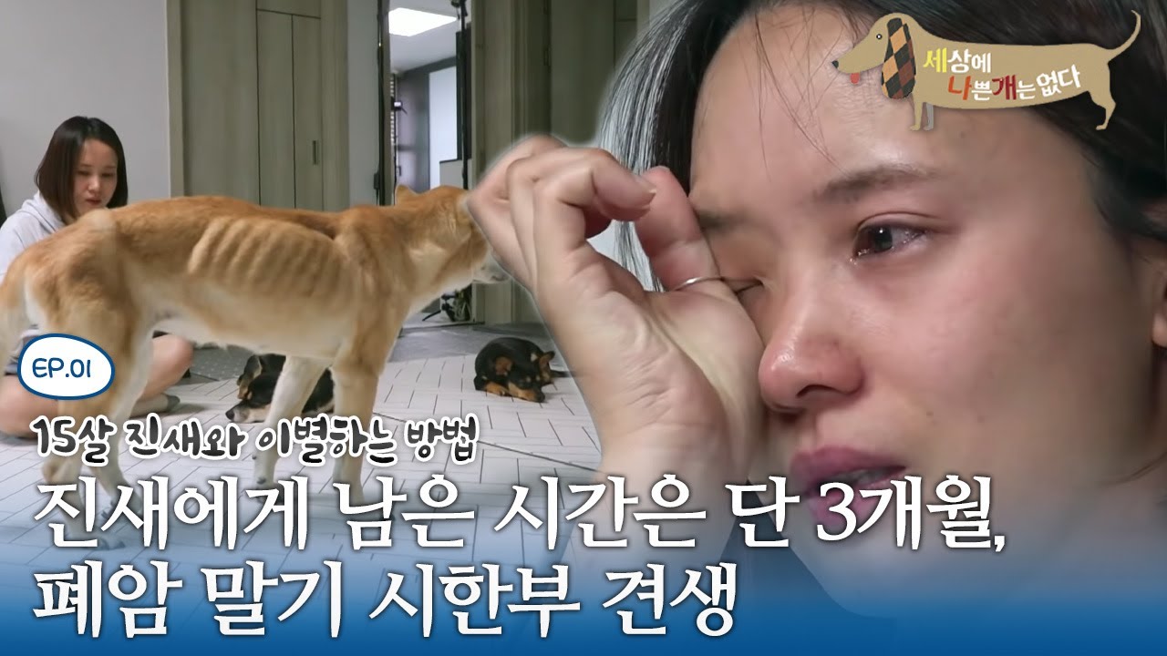 세상에 나쁜 개는 없다 - 15살 진새와 이별하는 방법_#001