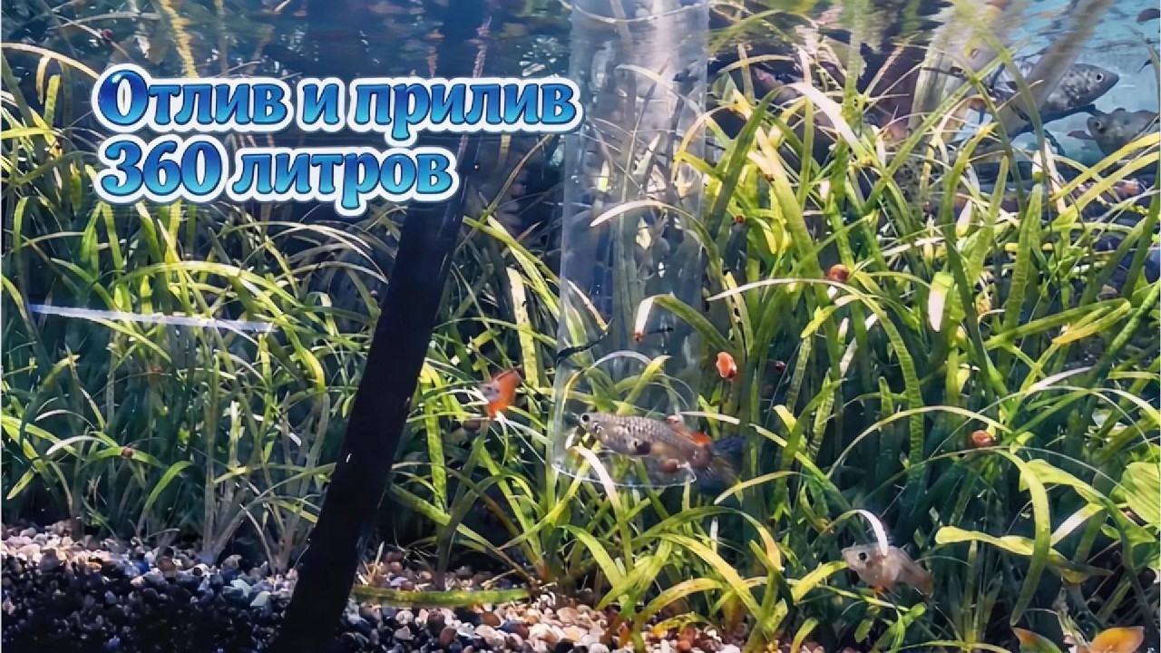 Подмена воды в большом 360 литровом  аквариуме,