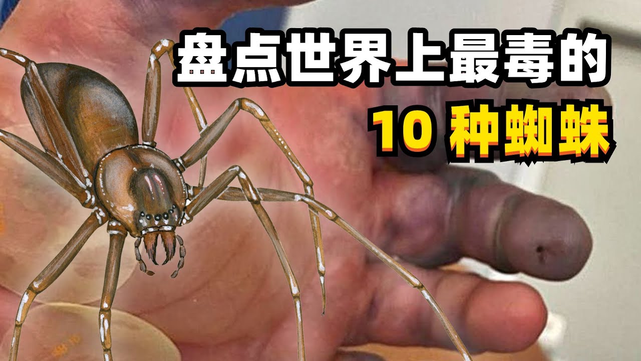 盘点世界上最毒的10种蜘蛛：黑寡妇仅排第9，红头鼠蛛屈居第2
