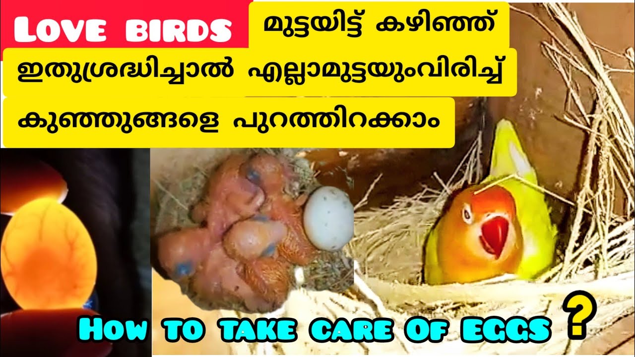 Love birds മുട്ടയിട്ടു കഴിഞ്ഞാൽ ഉറപ്പായും ചെയ്യേണ്ട കാര്യങ്ങൾ/How to take care of eggs?#birds #pets