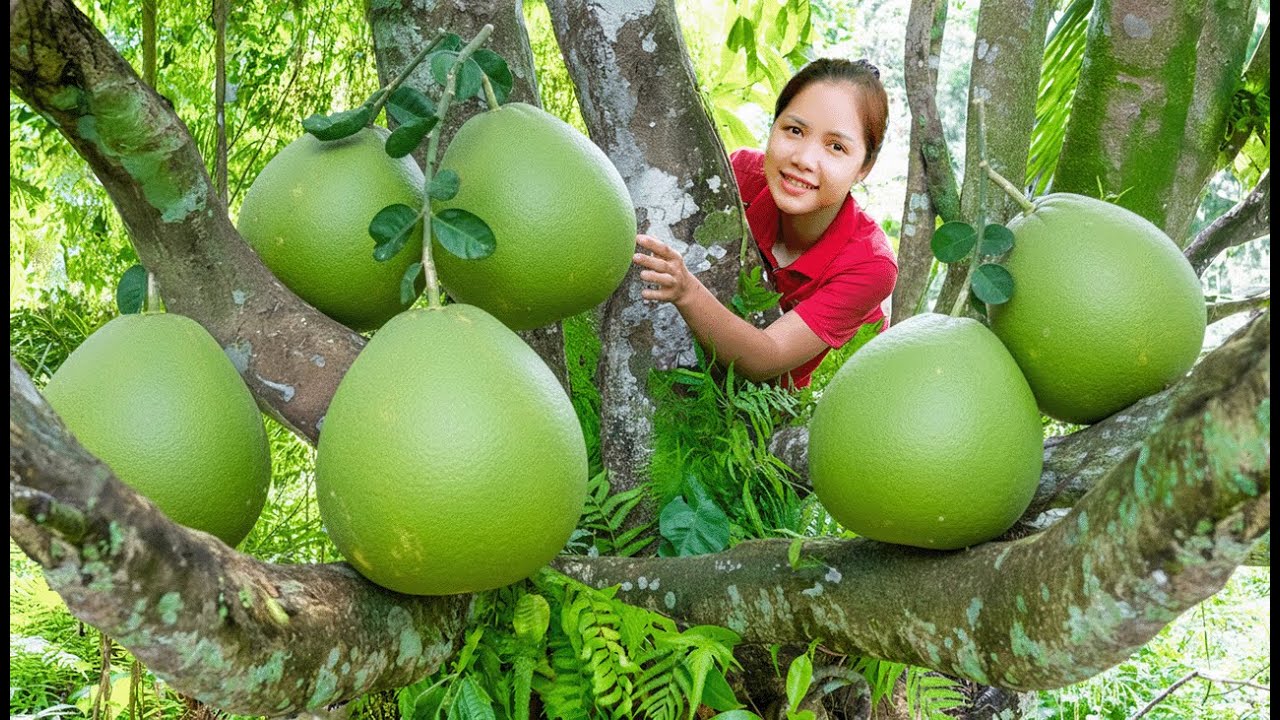 Harvesting Fresh Pomelo &ndash; Juicy Pomelo Picking for Daily Harvest | Hanna Daily Life