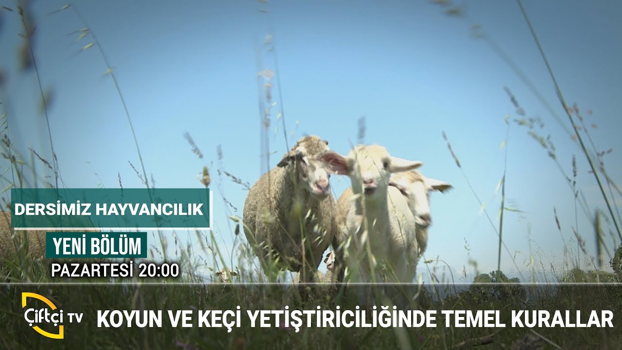 Küçükbaş Hayvan Yetiştiricileri Dikkat! DERSİMİZ HAYVANCILIK