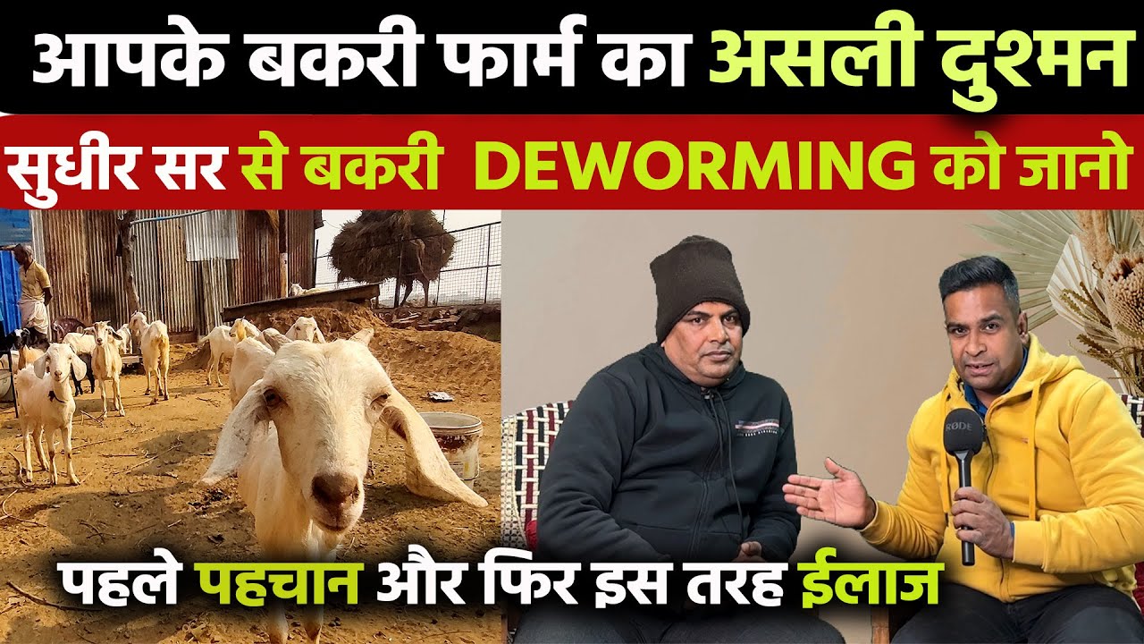 GOAT DEWORMING🐐🐐बकरी डीवॉर्मिंग के ऊपर Sudhir Sir पूरी जानकारी दे गए 😍बकरी को कीड़ा से कैसे बचाएं