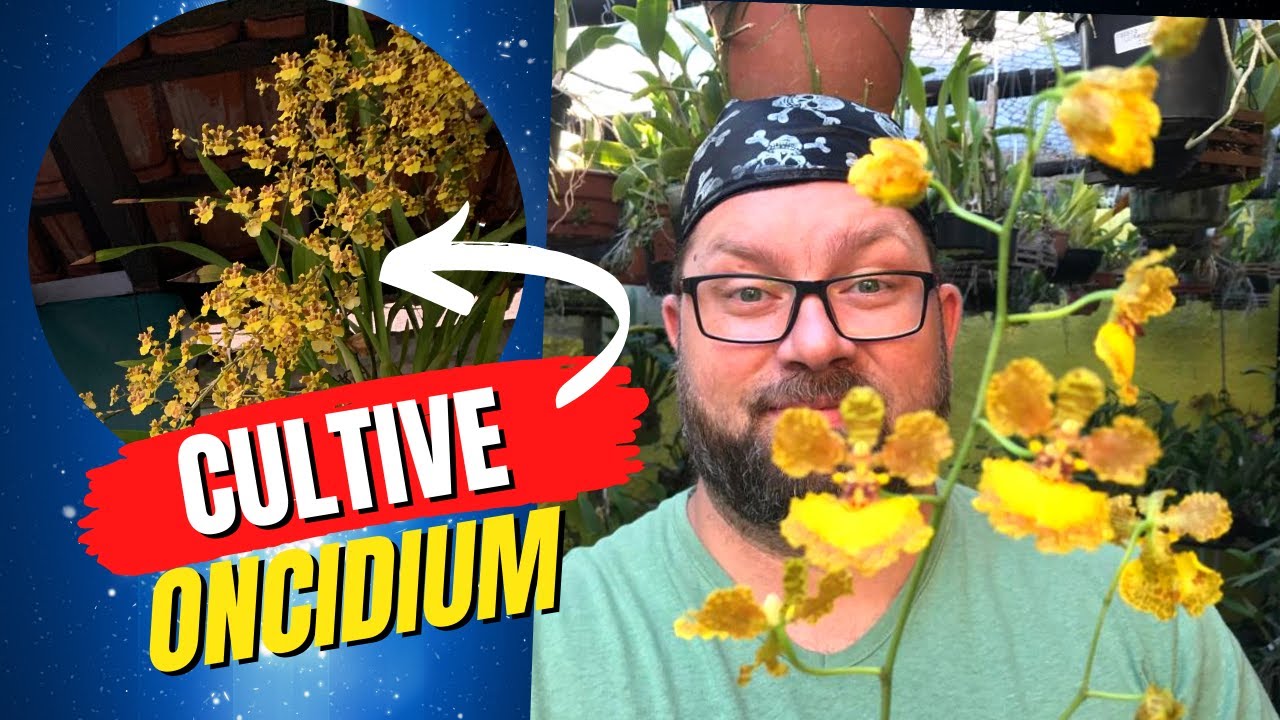 Técnicas para cultivar ORQUÍDEA ONCIDIUM e ter sucesso